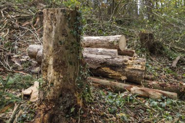Çam ağacı kütükleri ve kütükleri 