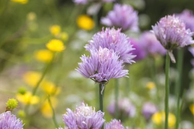 Bahçede mor Frenk soğanı 