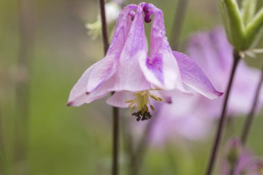 Aquilegia pembe mor çiçeklerinin ayrıntıları