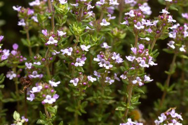 Çiçekli timüs aromalı bitki 