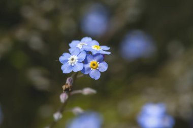 Beni unut mavi çiçekleri değil 