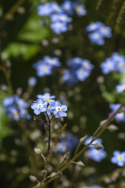 Beni unut, yabani çiçekler değil. 