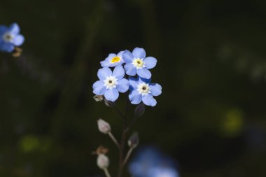 Mavi olmayan çiçeklerin ayrıntıları. 