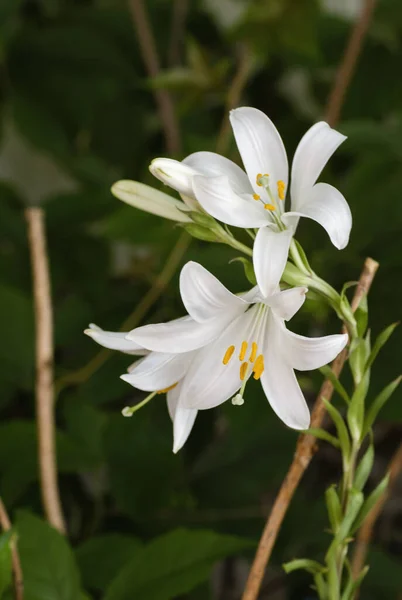 Квітучі Білі Квіти Лілії — стокове фото