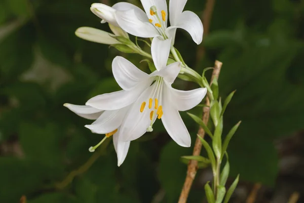 Fleurs Blanches Lys Madonna Fleurissant — Photo