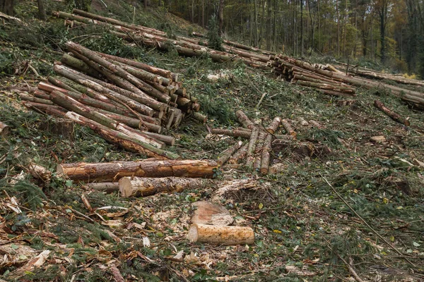 Cut down logs in the forest