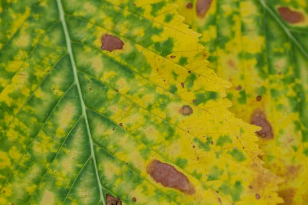 秋の紅葉の詳細 — ストック写真