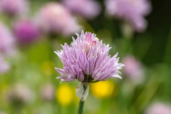 Chives Purple Flower Close — Stock Photo, Image