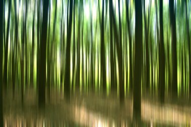 Hallerbos kayın ağaçları 