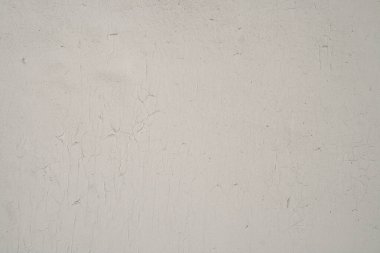 beyaz kabuk arkaplan yakın çekim görünümü