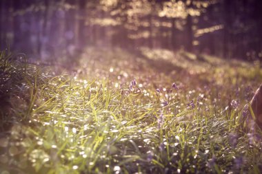 rüya ormanı arka planı, parıltı bokeh ışığı, ot ve BlueBell