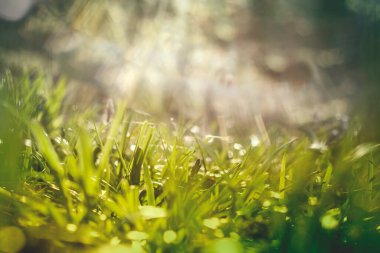 İlkbahar soyut ormanları, çançiçekleri ve bokeh ışıklarıyla 