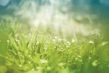 İlkbahar soyut ormanları, çançiçekleri ve bokeh ışıklarıyla 