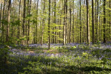 # Çan çiçekleriyle dolu bir ormanda ilkbahar # 