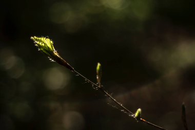 Kayın ağacı yeşil yaprak çiçek açıyor, koyu bokeh arkaplan 