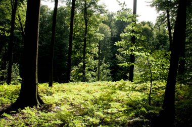 Sonian Ormanı, Belçika 'da yeniden ağaçlandırma 