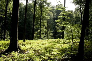 reforestation in sonian forest, belgium  clipart