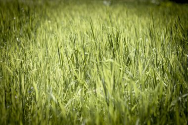 İlkbahar yeşil çimen arkaplanı 