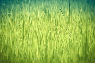  eğimli yeşil renklere sahip soyut çimen arkaplanı 