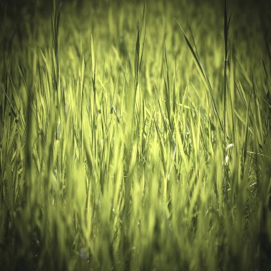 Yeşil çimenler ve siyah çimlerle soyut soluk yeşil doğa arka planı