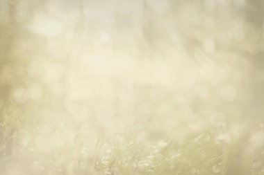 soluk, yeşil soyut ilkbahar ve taze arka plan çimenleri ve g