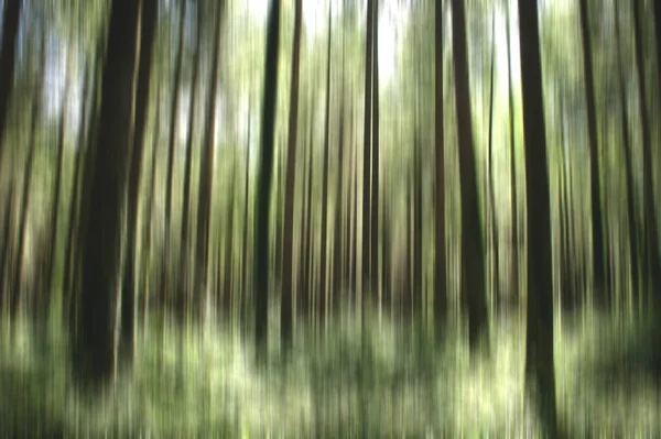 Abstract Green Forest Stock Photo — Stock Photo, Image