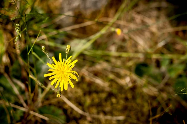 Dente Leone Giallo Fiore Primo Piano Vista — Foto Stock