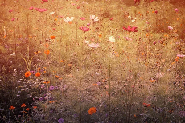 Multicolor Daisies Flowers Field Warm Light Vintage Dreamy — Stock Photo, Image