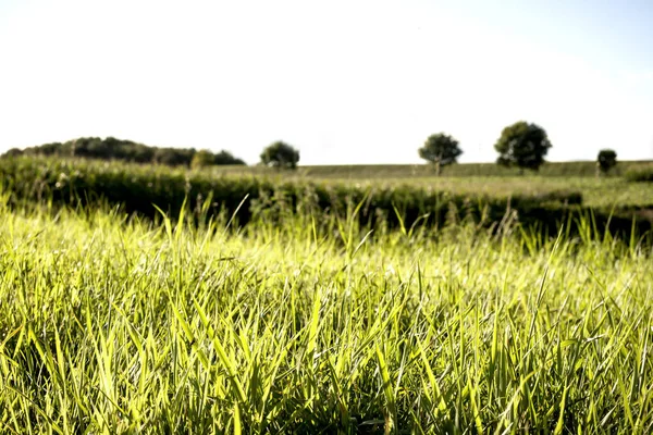 Erba Verde Alberi Sullo Sfondo — Foto Stock