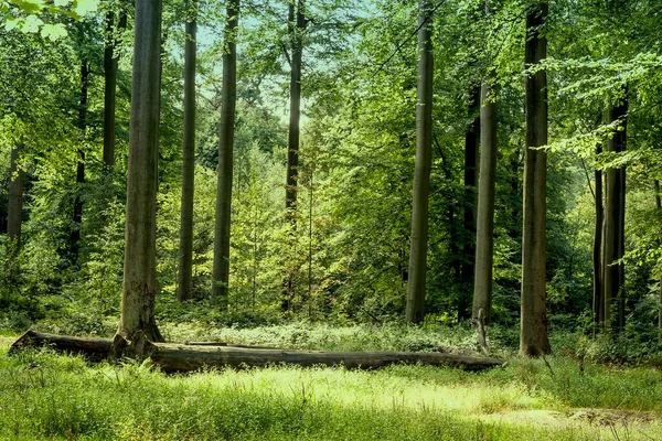 在Belgium的Sonian森林重新造林 — 图库照片