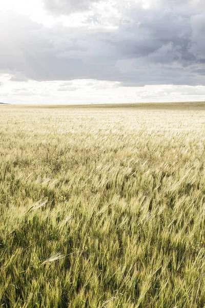 Пшеничні Поля Кастилії Манчі Іспанія — стокове фото