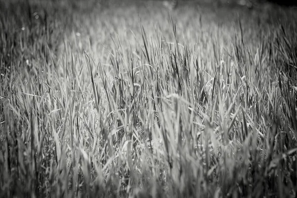 Black White Grass Background Black Vignette Borders — Stock Photo, Image
