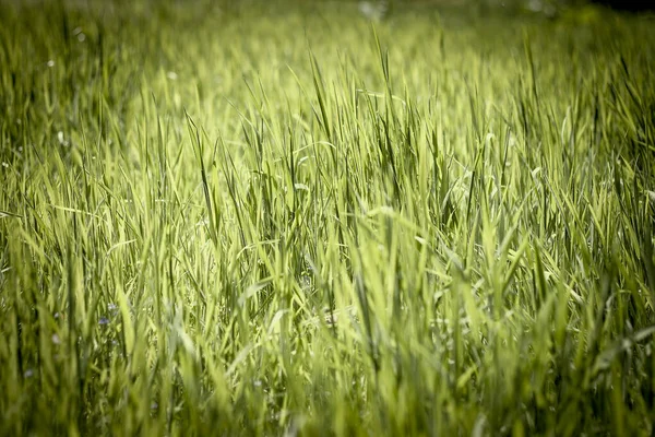 Primavera Verde Hierba Fondo — Foto de Stock