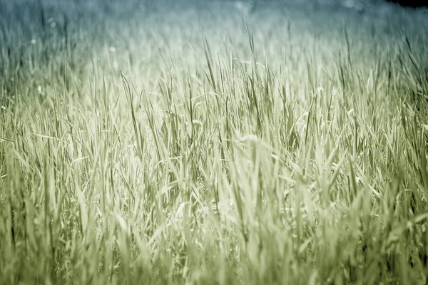 Blaues Und Grünes Gras Hintergrund — Stockfoto