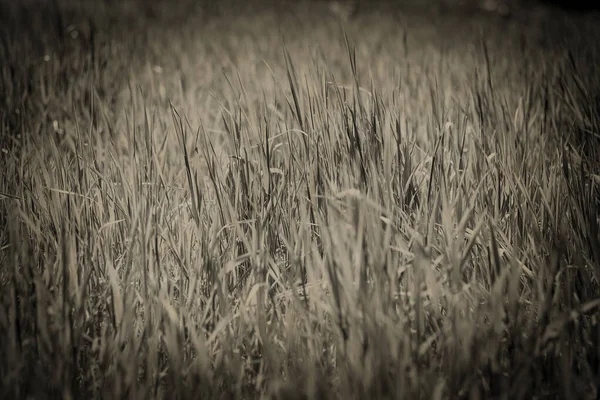 Monochrome Sepia Grass Background — Stock Photo, Image