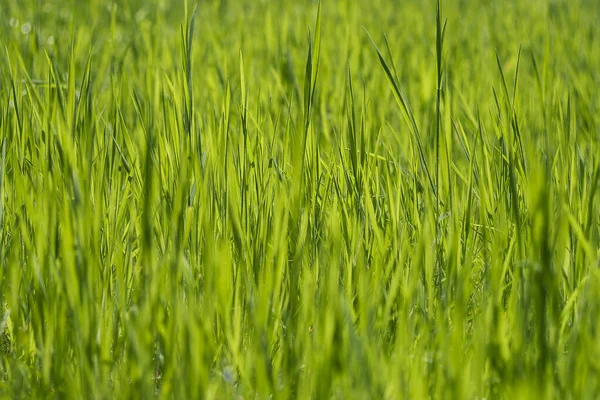 Groen Gras Abstract Natuur Achtergrond — Stockfoto