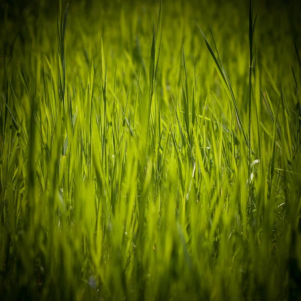 Abstract Groen Natuur Achtergrond Met Groen Gras Zwart Vign — Stockfoto