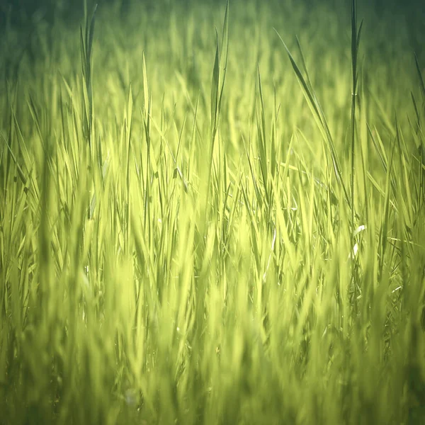 Abstracte Natuur Achtergrond Met Gras Verloop Groene Kleuren — Stockfoto