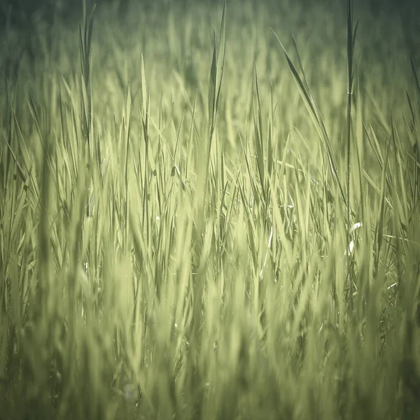 Abstracte Natuur Achtergrond Met Gras Gradiënt Lichtgroene Kleur — Stockfoto