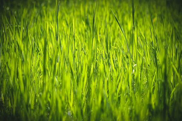 Grünes Gras Abstrakten Hintergrund Mit Schwarzer Vignette Schattierten Rahmen — Stockfoto