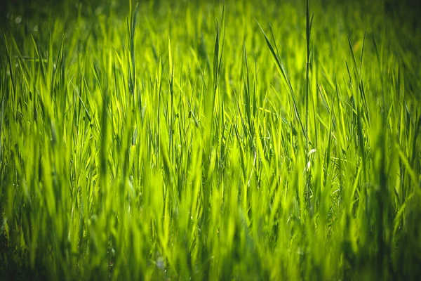 Groen Gras Abstracte Achtergrond Met Zwart Vignet Schaduwrijke Frame — Stockfoto