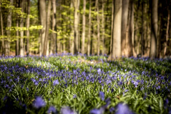 Frühling Blauglocken Blühen Und Buchen Hintergrund Sonia — Stockfoto