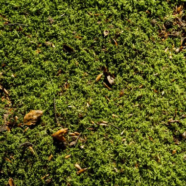 yeşil yosun arkaplan yakın plan görüntüsü