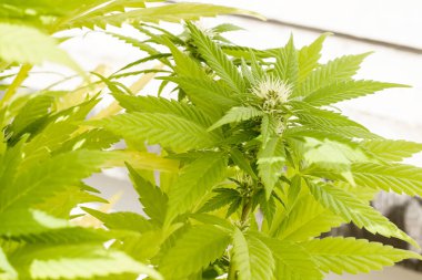 Doğal güneş ışığıyla açan kenevir çiçekleri, soyut doğa