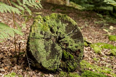 Amanda Vera, Angel veya Foo 'nun mantarını yok etmek olarak da bilinir., 