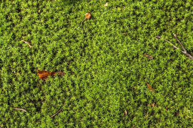 yeşil çimen yosun doğa arka planı 