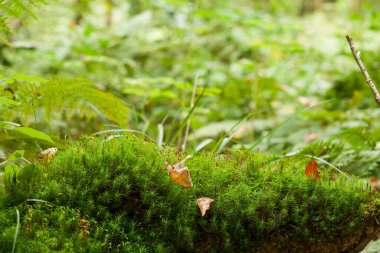 Ormandaki yeşil bitki örtüsü, doğa soyut arka plan