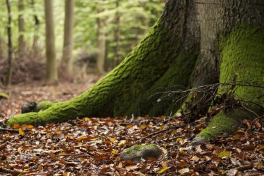 Sonbahar yaprakları arasında ağaç kökleri, doğa arka planı 