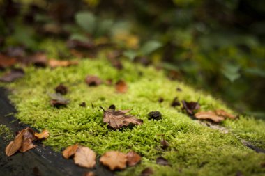 Yeşil yosunlu, ölü bir ağaçtaki doğa arka planı. 