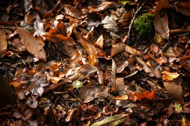 ten rengi sonbahar yaprakları arka plan 